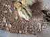 50 Jambo Quail Chicks (1 week)