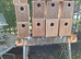 Nestboxs cockatiels redrumps bourkes budgies