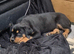 1 MALE 1 FEMALE ROTTWEILER PUPPIES AVAILABLE
