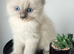 Beautiful  ragdoll kittens ready in June