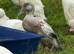 five young male ducks looking for new homes, cherry valley and welsh harlequin
