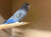 Young Blackface Budgies