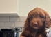 Cockerpoos