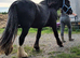 Stunning 3yr blank canvas cob to make 15.2h