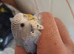 Young budgies