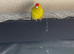 Kakariki for sale &ndash; &pound;75