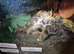 Various tarantulas for sale