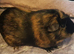 Two lovely guinea pigs requiring a new home.