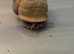 Rare pair of leucistic Garden snails - light colour (Cornu aspersum/Helix aspersa)