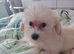 Maltipoo puppy