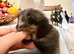 The most beautiful kittens ever