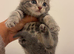 Kittens