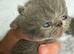 Exotic Shorthair Kittens For Sale