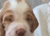 KC REGISTERED WORKING COCKER SPANIEL PUPPIES