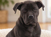 Beautiful Female Cane Corso Puppy Looking for a Loving Home