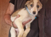 Saluki cross greyhound puppies