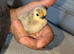 Polish lavender pekins and many others