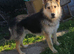 ️ BENNY – The Gentle Gentleman Looking for His Forever Family ️ Calm • Kind • Loyal • Ready to Love