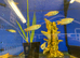 Paradise Fish (Macropodus opercularis)