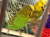 Budgies & Cage