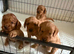Cockerpoo puppies for sale