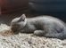 3 beautiful well raised kittens