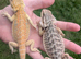 Mixed Colour Baby Bearded Dragons For Sale