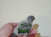 Hand rearing Baby Greencheek full tame