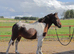 Dartmoor x Appaloosa Gelding