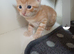Mixed breed  boy mum bengal 9 weeks