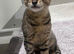 TICA Savannah F4 - reduced price