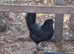 4 ayem cemani crosses.