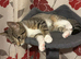 Cats needing forever homes ASAP