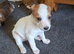 Jack Russell whippet x golden doodle