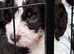 Quality F1 Cockapoo puppies