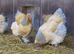 Brahma large fowl point of lay pullets