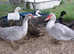 Muscovy Drake, ONLY one Drake left.