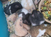 SYRIAN HAMSTERS MALE/FEMALE