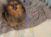 Miniature teddy Poms