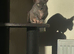 Bambino female for sale