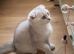 Kitten