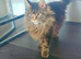 MAINE COON FEMALE