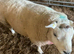 Tup/Ram for sale