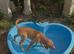 Fox red Labrador bitch