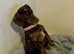 Miniature Dachshund