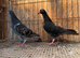 TIGER GRIZZLE RACING PIGEONS