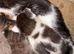 Kittens female and male
