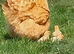 Buff Orpington chicks