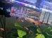 Got a few Guppy's for free.