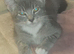 5 month old mixed blue british shorthair